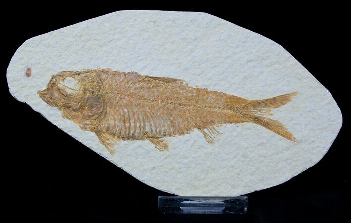 / Inch Knightia Fossil Fish #1582